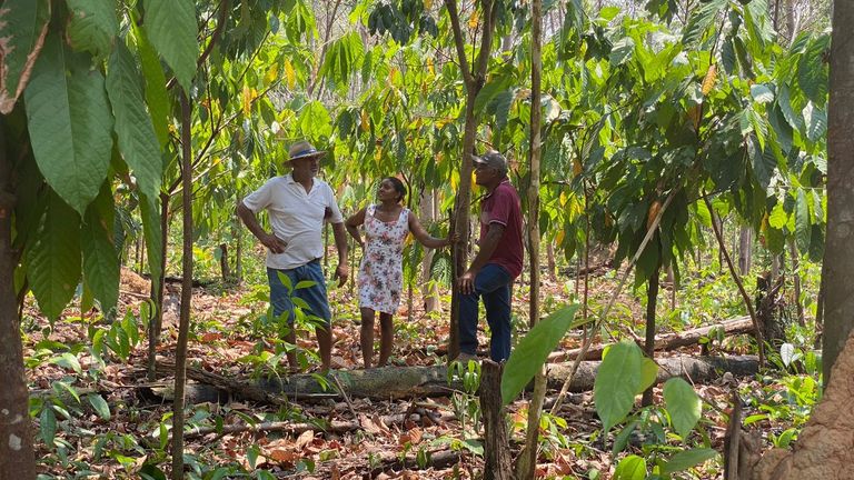 Sur une plantation de cacao en bon état