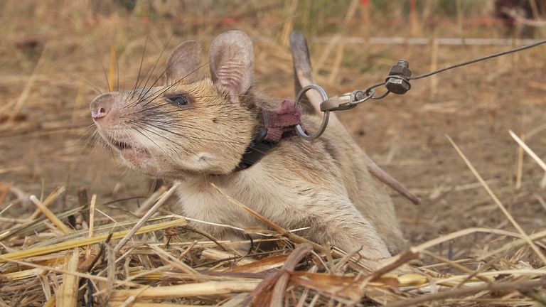 Le rat géant africain a découvert 39 mines terrestres