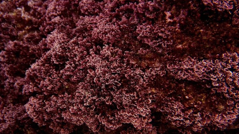 Des algues Peyssonnelia (type algue rouge) sont photographiées en mer Méditerranée, à Cassis près de Marseille, dans le sud de la France, le 21 décembre 2018 (Photo de Boris HORVAT / AFP) (Crédit photo doit lire BORIS HORVAT / AFP via Getty Images)
