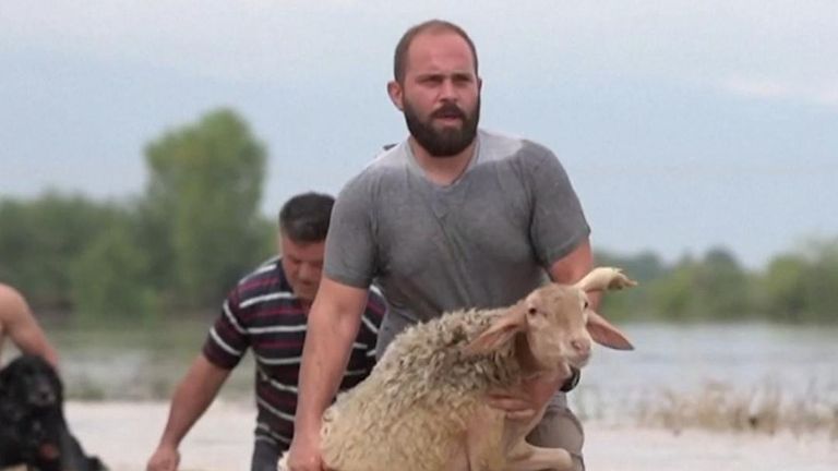 Un agriculteur du village de Megala Kalyvia a transporté ses moutons lors de fortes inondations 