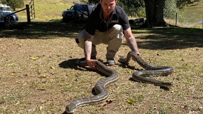 Steven Brown est vu déplacer les serpents après les avoir capturés à l'intérieur de la propriété.  Pic: Brisbane North Catchers et réinstallation