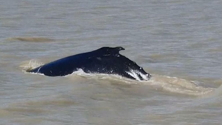 Baleine à bosse finit dans la rivière