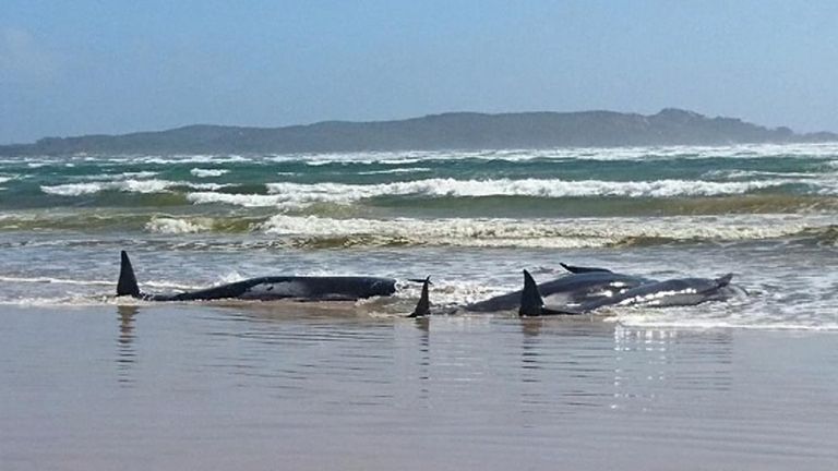 Environ 250 baleines sont échouées dans les eaux peu profondes au large de la côte ouest de la Tasmanie