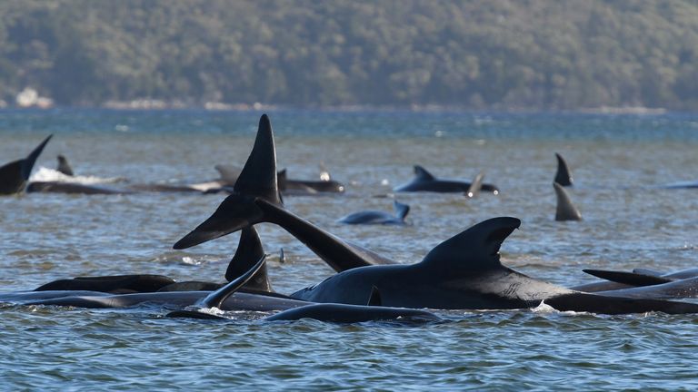 Environ 90 des 270 baleines échouées sont mortes, selon les scientifiques