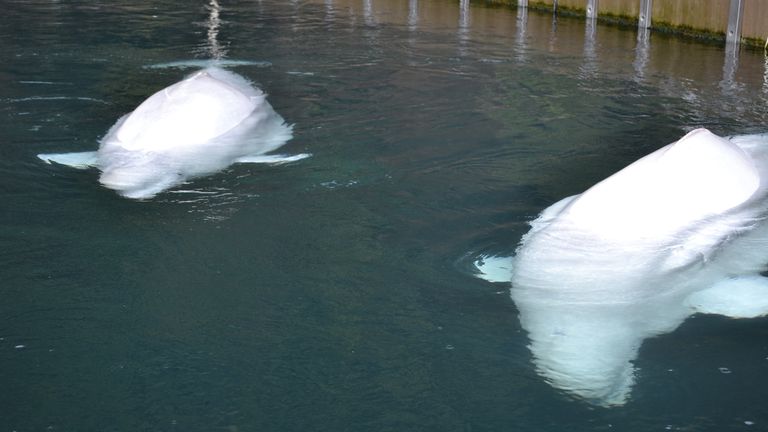 La mission de libérer les bélugas en captivité dans les îles Westman.  Pic: Sky News / Adam Parsons