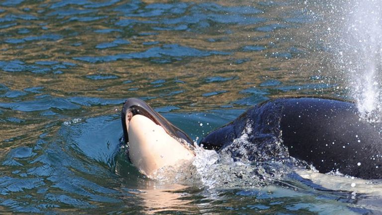 Les chercheurs s'inquiètent pour le bien-être de la mère.  Pic: Michael Weiss, Centre de recherche sur les baleines 
