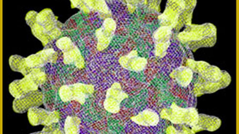 Les récepteurs du virus du rhume commun se fixent à l'enveloppe protéique externe du virus.