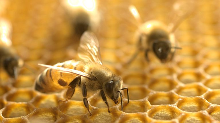 Les frelons peuvent tuer une ruche d'abeilles entière en quelques heures