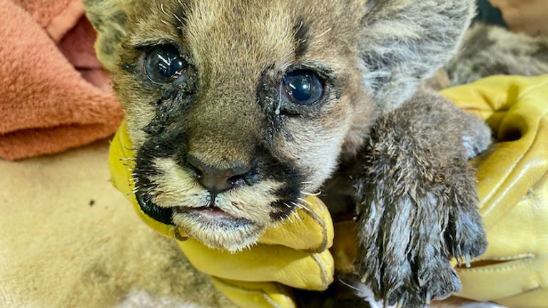 Le capitaine Cal ne pesait que 1,7 kg lorsque le pompier l'a trouvé.  Pic: Zoo d'Oakland