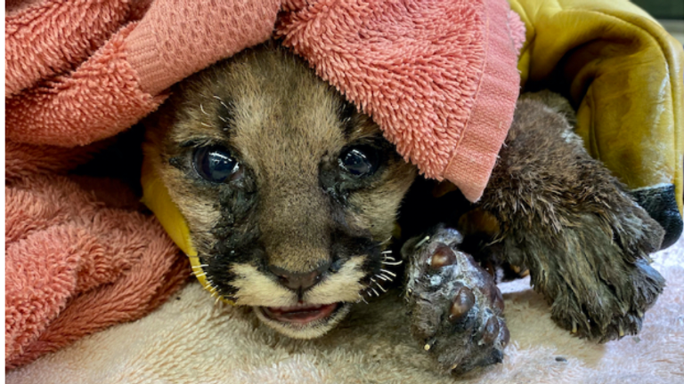 Les pattes du petit lion des montagnes étaient gravement brûlées et ses moustaches brûlées.  Pic: Zoo d'Oakland