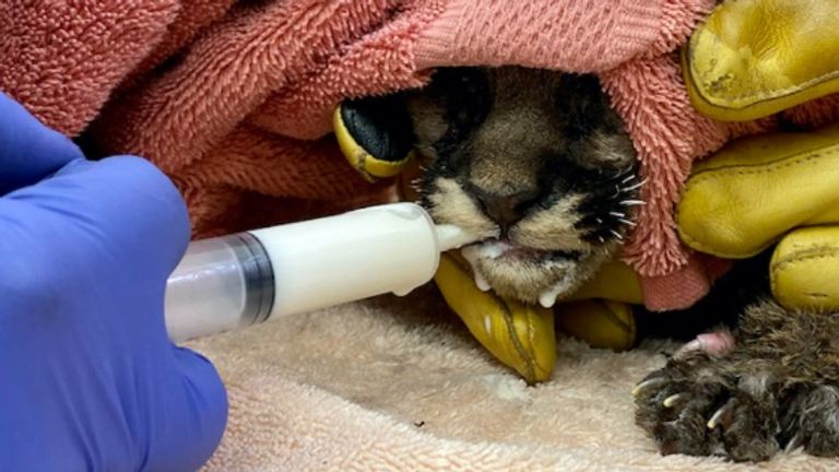 Le capitaine Cal réagit bien au traitement bien qu'il ne vivra plus jamais à l'état sauvage car il n'a pas de mère à apprendre.  Pic: Zoo d'Oakland