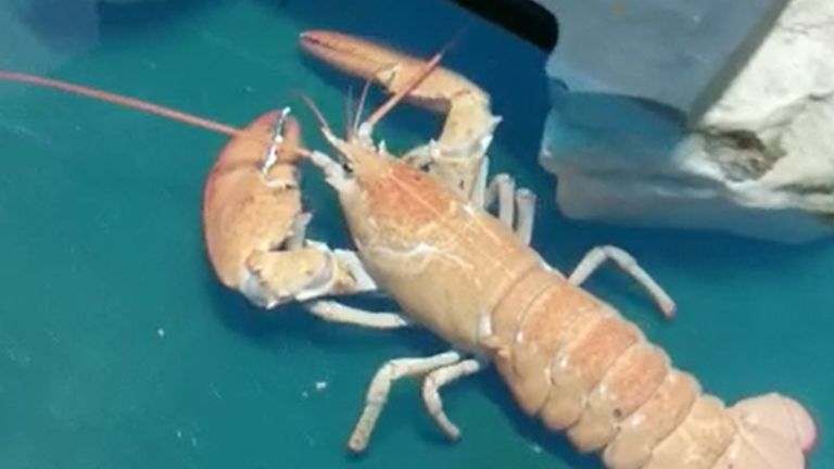 Un homard canadien orange rare a été sauvé et réinstallé dans un aquarium de Blackpool.