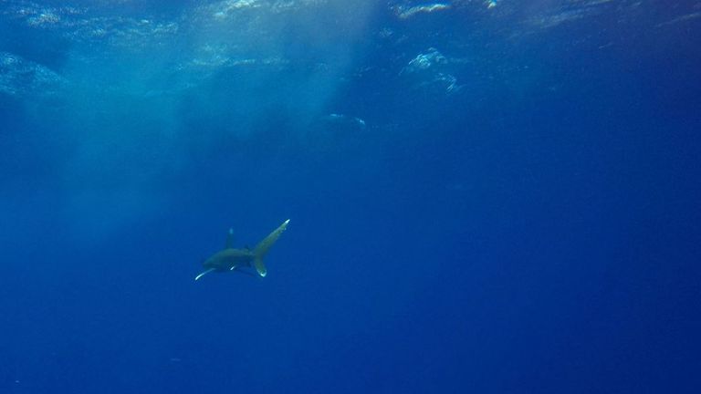 Des enquêtes ont révélé qu'un requin océanique avait attaqué l'enfant et son guide