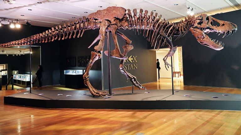 On pense que le dinosaure a 67 millions d'années et est surnommé Stan