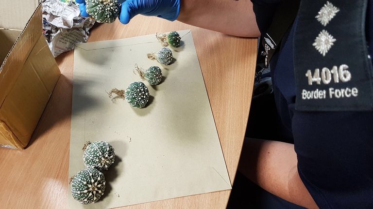 Les cactus Astrophytum asterias sont en danger