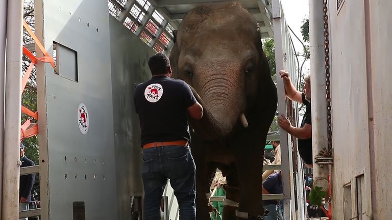  L'éléphant le plus solitaire du monde est rapatrié après les efforts du Cher et d'autres militants des droits des animaux. 