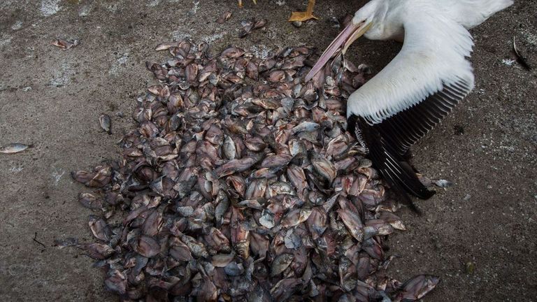 Un nouveau rapport appelle à la technologie REM pour rendre la pêche plus durable afin de minimiser la quantité de prises accessoires en mer Pic: AFP / Hector Guerrero