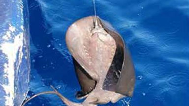   Une raie pélagique capturée accidentellement sur une palangre thonière Photo: SeaScope Fisheries Research Ltd via le rapport WWF / Sky Ocean Rescue 