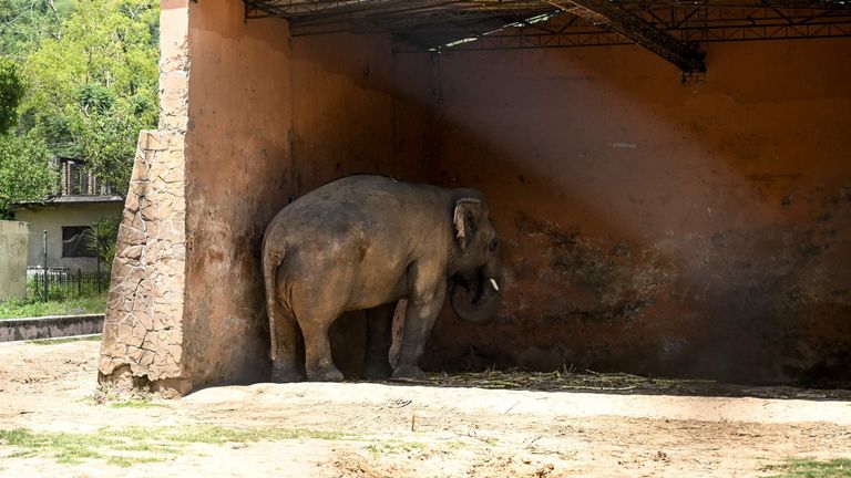 Kaavan a passé 35 ans à se sentir seul dans un zoo au Pakistan