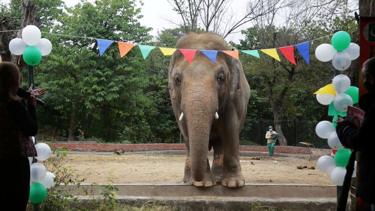 L'éléphant le plus solitaire du Pakistan est transféré dans une nouvelle maison au Cambodge