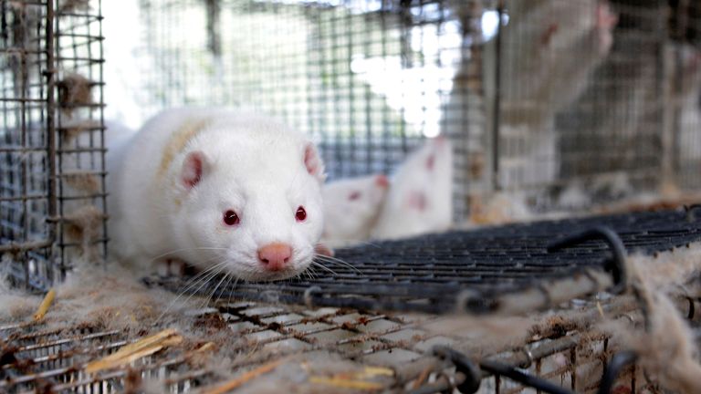 Des visons sont vus dans leurs cages dans une ferme de visons à Jyllinge près de Copenhague