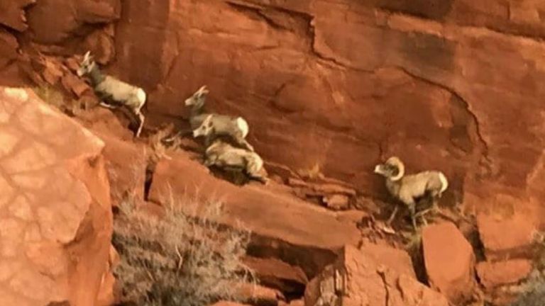 Monolithe de métal trouvé dans l'Utah.  Pic: Département de la sécurité publique de l'Utah