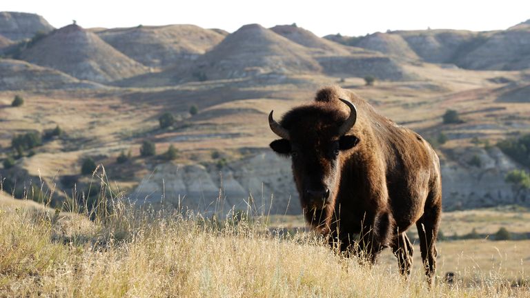 Parc national Theodore Roosevelt, Dakota du Nord
