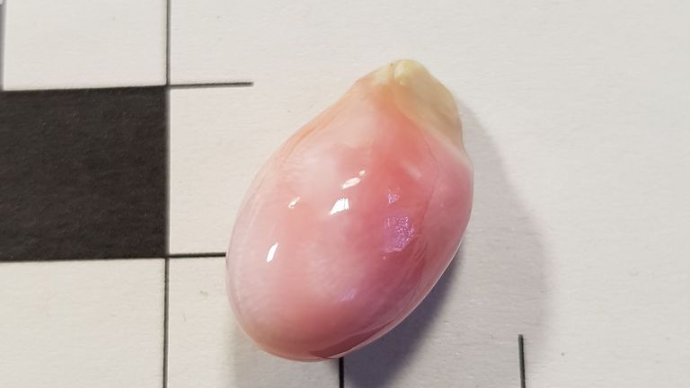 Une perle de lambi