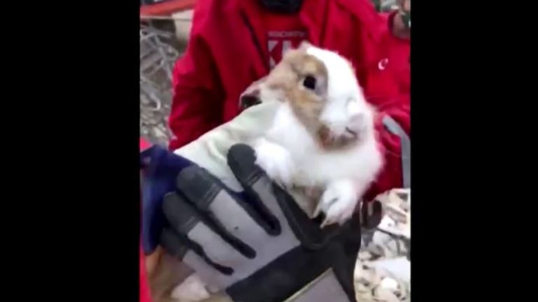 Un lapin de compagnie a également été sauvé par des sauveteurs à Izmir, en Turquie