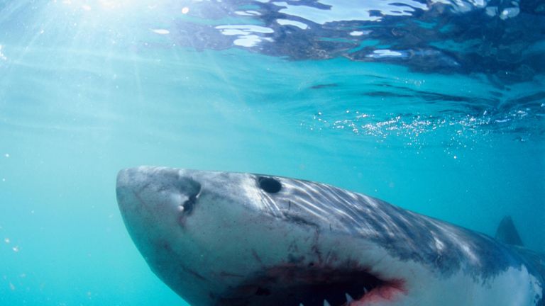 Grand requin blanc, photographié depuis la sécurité d'une cage en Afrique du Sud