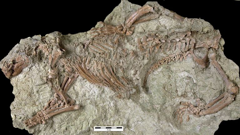 Squelette d'Adalatherium hui, nouveau mammifère gondwanatherien du Crétacé supérieur de Madagascar, dans une matrice de grès.  Photographe - Marylou Stewart (décédée et donc sans adresse e-mail).  Crédit: Nature Research.