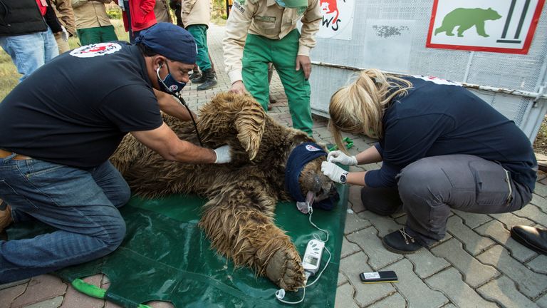 Le Dr Amir Khalil est photographié avec Bubaloo l'ours