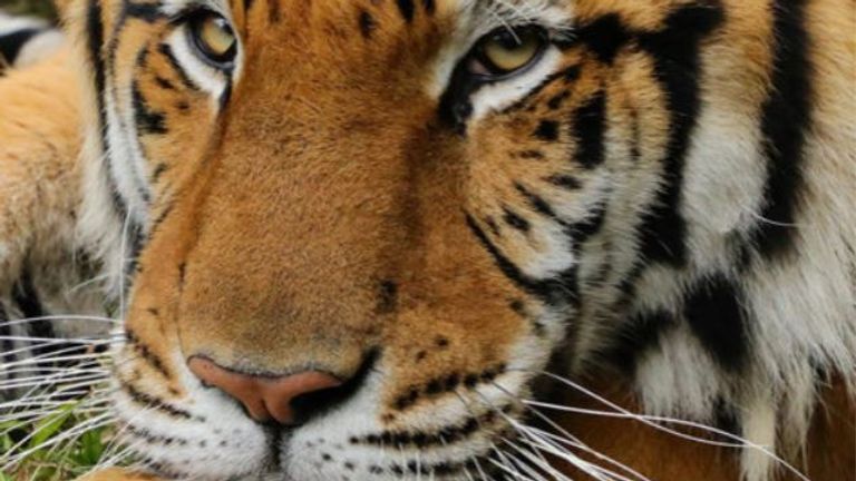 Kimba a été sauvé d'un cirque.  Pic: Sauvetage de Big Cat