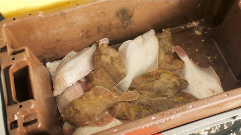 vues génériques de poissons morts