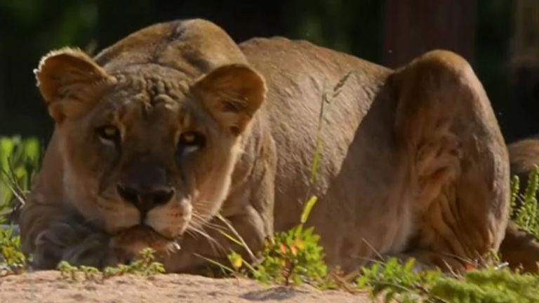 L'une des lions femelles qui ont attrapé le COVID-19.  Image de fichier
