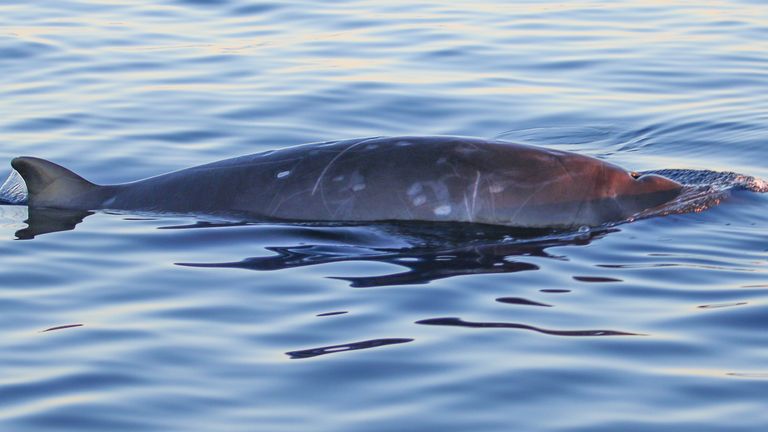 les experts ont déclaré qu'ils étaient «très confiants» que les preuves indiquent une nouvelle espèce de baleine