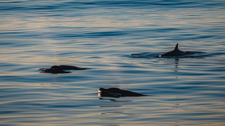 Les chercheurs ont aperçu les créatures pour la première fois il y a trois semaines, à 160 km au nord des îles San Benito
