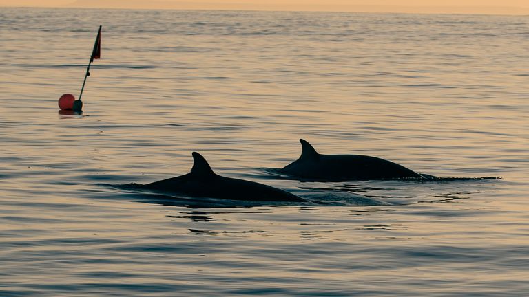 Les baleines à bec sont rarement vues car elles passent leur vie dans les eaux profondes