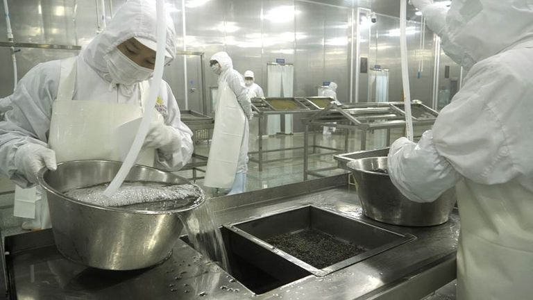 Les œufs sont nettoyés, triés et salés puis conservés