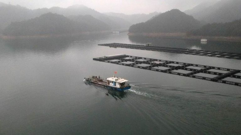 Les esturgeons sont conservés dans des enclos flottants dans un coin du lac Qiandao dans l'est de la Chine