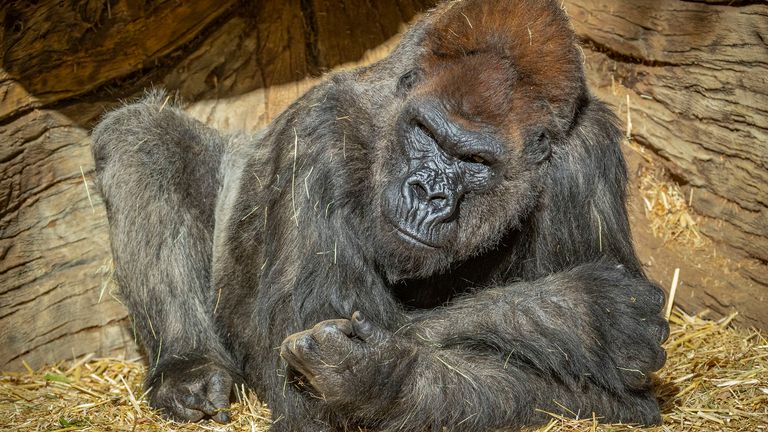 On soupçonne que les gorilles ont été infectés par un membre du personnel asymptomatique.  Crédit: Christina Simons / San Diego Zoo Safari Park