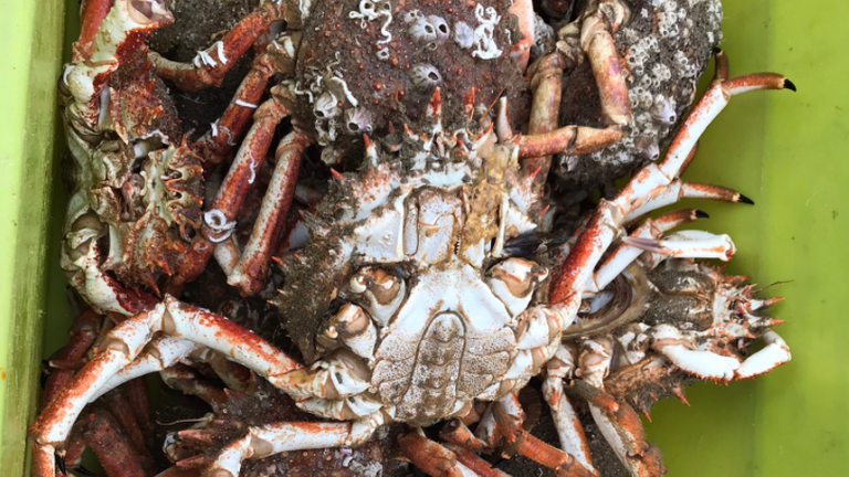 `` Ce sont les crabes de M. Johnson '', dit le capitaine