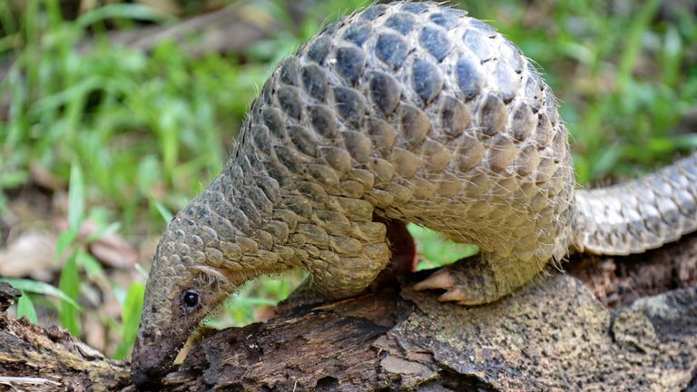 Pangolin
