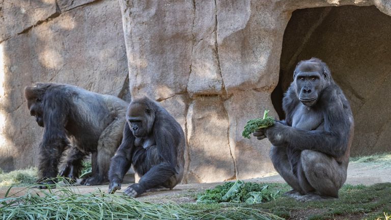 Des études ont montré que certains primates sont sensibles au virus.  Crédit: Christina Simmons / San Diego Zoo Safari Park