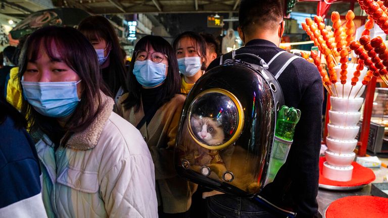 AP: Un chat est transporté dans un sac à dos avec une bulle transparente à Wuhan le dimanche 18 octobre 2020 (AP Photo / Ng Han Guan)