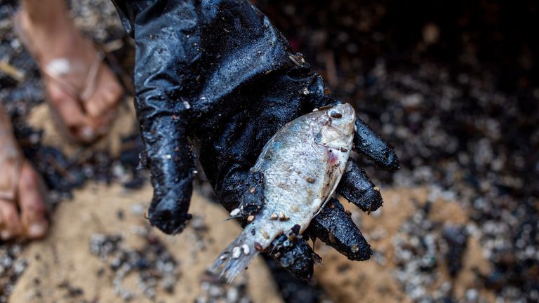 Une femme tient un poisson mort après l'avoir nettoyé du goudron d'un déversement d'hydrocarbures dans la mer Méditerranée dans la réserve naturelle de Gador près de Hadera, Israël, le samedi 20 février 2021. Des centaines de volontaires participent à une opération de nettoyage du littoral israélien alors que des enquêtes sont en cours pour déterminer la cause d'un déversement d'hydrocarbures qui menace la plage et la faune, dans la réserve naturelle de Gador près de la ville septentrionale de Hadera, les poissons enduits de goudron, les tortues et autres créatures marines.  (Photo AP / Ariel Schalit)