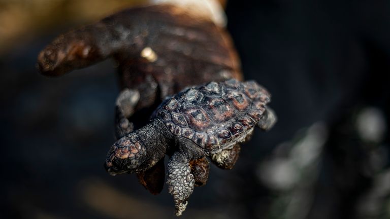 Une femme tient une tortue de mer morte couverte de goudron d'un déversement d'hydrocarbures dans la mer Méditerranée dans la réserve naturelle de Gador près de Hadera, Israël, samedi 20 février 2021. Des centaines de volontaires participent à une opération de nettoyage du littoral israélien dans le cadre d'enquêtes sont en cours pour déterminer la cause d'une marée noire qui menace la plage et la faune, dans la réserve naturelle de Gador près de la ville nordique de Hadera, les poissons enduits de goudron, les tortues et autres créatures marines.  (Photo AP / Ariel Schalit)