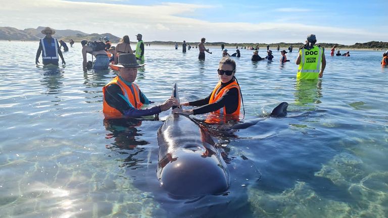 Sauvé les baleines.  Pic: Projet Jonah