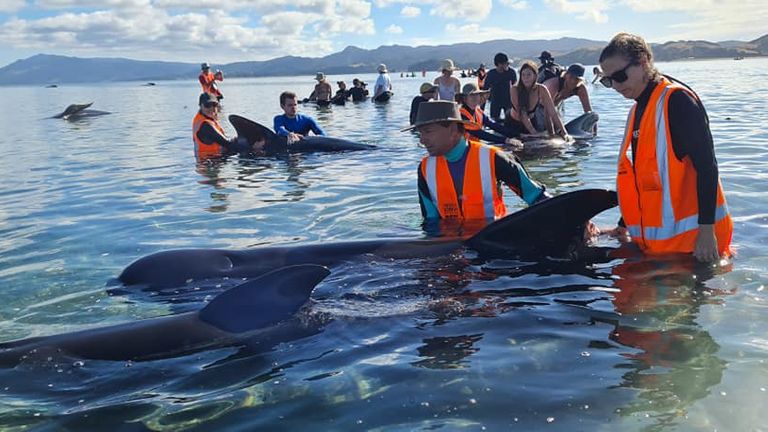 Sauvé les baleines.  Pic: Projet Jonah