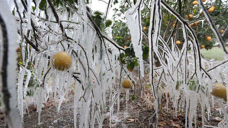 Des glaçons se forment sur un agrume à partir d'un système d'arrosage utilisé pour protéger les arbres des températures glaciales le lundi 15 février 2021 à Edinburg, au Texas (Delcia Lopez / The Monitor via AP).                                                                         